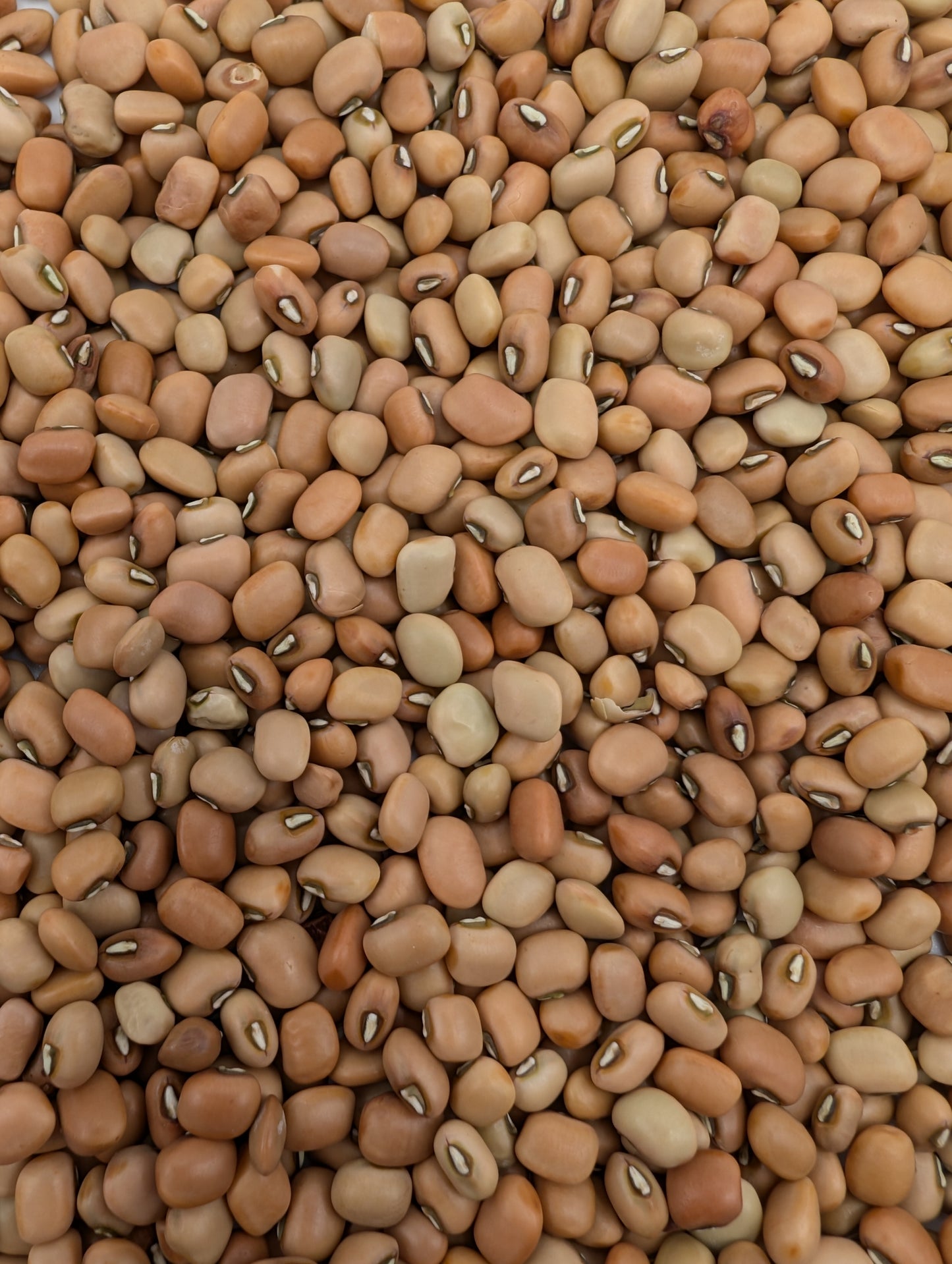 Red Cow Peas
